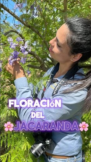 Jacarandá the famous native tree in Paraguay