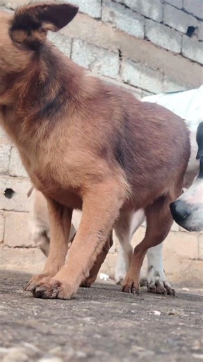 1Md views #shorts #like #subscribe #youtubeshorts #fyp #viral #new #india #dogs #dog #dogshorts