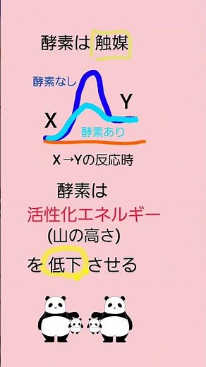 #酵素 の定義 #活性化エネルギー #管理栄養士国家試験