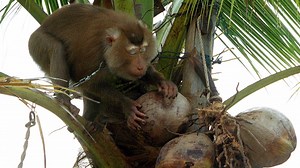 Costco becomes latest retailer to drop products connected to forced monkey labor