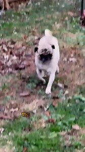 The world has changed #wisdom #pugs #dog | Pug Philosophy