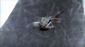 19K views · 249 reactions | A small-mouthed salamander will travel as...