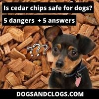 Is Cedar Chips Safe For Dogs? 5 Dangers   5 Answers - DogsAndClogs