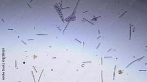 Spincule of Spongia whole mount under microscope 100x on white background. Spines of underwater natural sponge magnified in many times by scientific equipment on bright field. Sea life research Stock Video