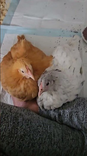 Content Chickens Make Purring Noises || ViralHog