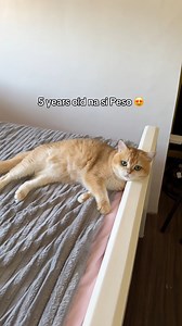 72K views · 4K reactions | Since 2021 diet na nila to ❤️ | Clissora Pets | Facebook