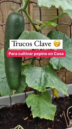 Cuidados esenciales para cultivar pepinos orgánicos