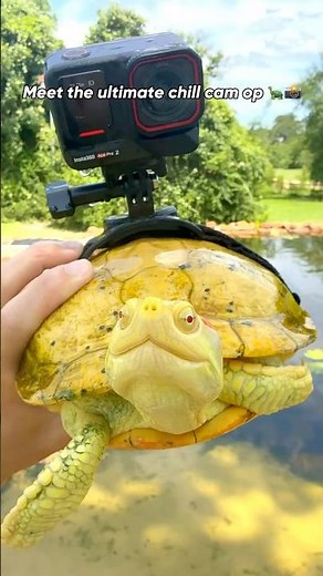 What Happens When You Put a Camera on a Turtle? #pov #shorts #360camera