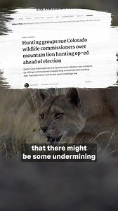 Science based wildlife management should not be circumvented or undermined. The recent lawsuit filed by SCI and Sportsmen’s Alliance is shedding some light on these issues and highlighting the need for science-based wildlife management to prevail. CRWM remains steadfast in our position our elected officials and appointed commissioners should remain unbiased when it pertains to wildlife issues. https://savethehuntcolorado.com/ #Colorado #wildlife #hunting #savethehuntcolorado #outdoors #animals #