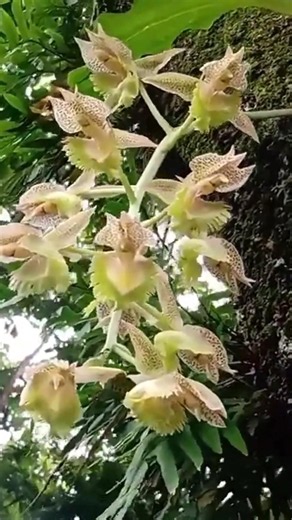 Orquídeas em Seu Habitat e a Magnífica Floração dos Catasetum 🌿#Catasetum #habitatnatural