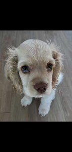 7.4K views · 30 reactions | FREE PUPPIES ALERT! We've got a whole crew of adorable fur babies looking for their forever homes! These cuties were strays we took in, and now they need a loving family to give them the life they deserve. Plus, their momma is looking for a new home too! If you're ready to add some joy and snuggles to your life, message us! Let's find these little furballs their purrfect forever homes! | Cocker spaniel for adoption | Facebook