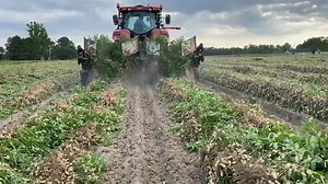 2.6K views · 111 reactions | It’s time to dig peanuts! North Carolina ranks 5th in the country for peanut production. Here’s a look at what’s going on at Billy Lewis’ farm in Pitt Co. and Rex Price’s farm in Wayne County. N.C. Department of Agriculture and Consumer Services Wayne County Farm Bureau Virginia Carolinas Peanuts | N.C. Farm Bureau | Facebook