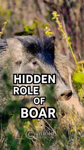 Wild Boar | The Forest’s Soil Engineer 🌱