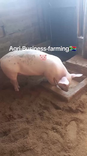 #pigfarming #Nkatekopigfarming