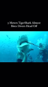 Scuba diver attack by shark 😮 #shark #sharks #ocean #sharkweek #underwater #sharkdiving #savesharks #greatwhiteshark #fish #sharkconservation #sharklover #sharkattack #sea #whiteshark #diving #nature #sharklove #scubadiving #scuba #fishing #art #jaws #savethesharks #ilovesharks #underwaterphotography #cagediving #saveoursharks #helpsavesharks #sharklife #lovesharks | Ida C. Goodman