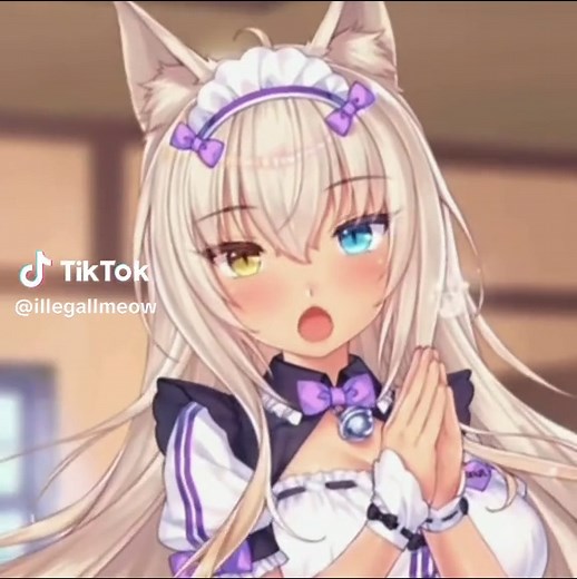 Coconut Neko Para Cuteness Edit