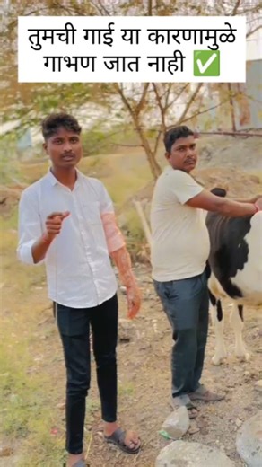 Dr_prashant_shiram on Instagram: "तुमची गाई या कारणामुळे गाभण जात नाही✅ #viralreel #instagrowth #dr_shiram #animallovers #cathealth #troll #tag #trending #trendingreels #instagramreels #repost #explore #motivation #instamood #ownvoice #hash #marathi #handmade #design #gymmotivation #feild #dailyvlog #share #style"