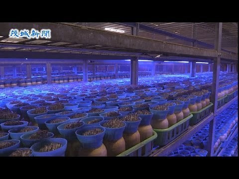 Lawson Farm Ibaraki opens Bunashimeji cultivation factory