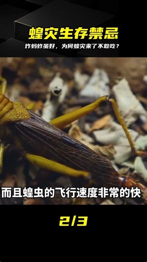 Why Aren't Locusts Eaten During Swarms? The Surprising Truth! #LocustPlague #SurvivalRules #Fried...