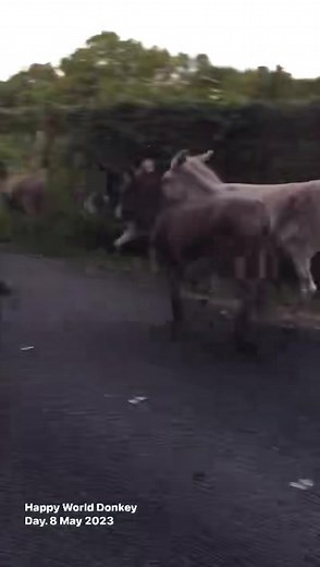 Happy World Donkey Day 8 May In celebration of World Donkey Day 2023, herewith 10 great facts about why we love these incredibly special, sentient and intelligent beings as much as we do and why they need your and our help and protection "1. If you challenge a donkey to a memory game, chances are you’ll lose. These gentle animals are able to remember places they’ve been to before and recognise donkey pals they haven’t seen for 25 years. 2. Donkeys are safety-conscious. If they fear a situation m