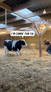 8.5M views · 10K reactions | This cow loves playtime with dad!  | Dad Jokes | Facebook