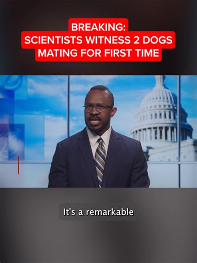 Scientists Observe Intriguing Dog Mating Behavior