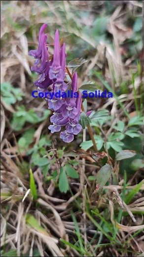 🌱 Corydalis solida | Beautiful but Poisonous Plant