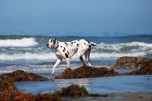 What Is A Harlequin Great Dane? A Complete Guide