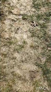 Snow mold stages. #dirtandstonelandscaping
