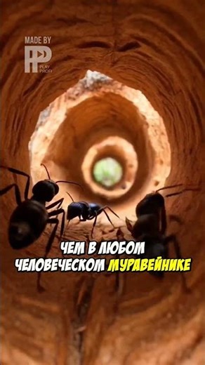 Что Скрывается Внутри Старой Сосны? Камера GoPro На Муравье!