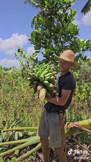 Tropical Banana Picking Adventure in a Lush Garden
