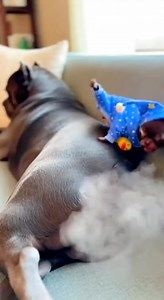 961K views · 29K reactions | Dog fart 藍  100% AI video for fun & laughs! Every scene is digitally created — no real animals, babies, or people.  Enjoy and share!  No reuploads. | S D Creation | Facebook