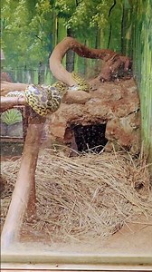 20 FOOT GIANT BURMESE PYTHON🤯😳#crazy #snake #alligator #crocodile #wildlife #animals #burmesepython