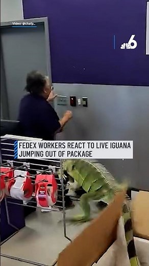 FedEx workers react to live iguana jumping out of package