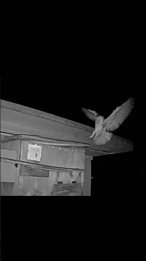 He’s Back on Cam 2! 🦉