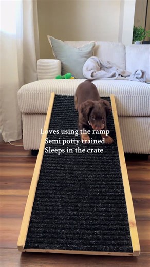 Dachshund Puppy Training Tips for New Owners