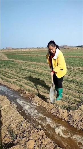 You'll be amazed to see how they prevented the water from flowing into someone else's field 😱#short