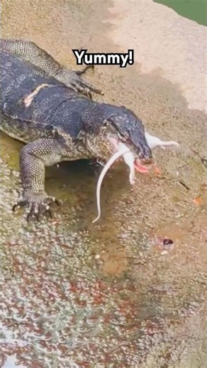 Monitor Lizard eats anything… #funnyanimals #wildlife #singaporewildlife #monitorlizard