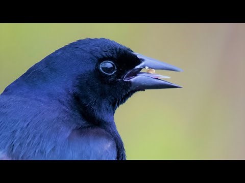 Aves de Chile | Mirlo canto #20