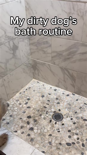 Funny Dog Videos That Will Make You Laugh