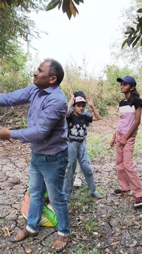 चिंच लागवड (Tamarind Cultivation Guide) 🌳