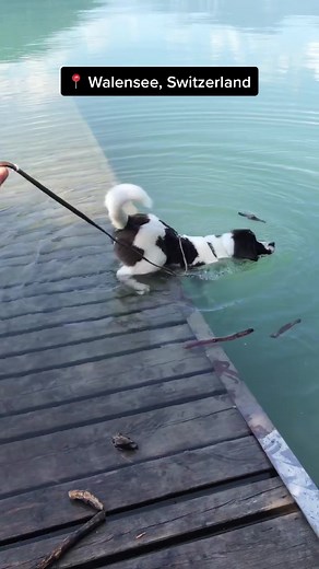 #puppies #landseer #swisspuppies #puppiesoftiktok #switzerland #dog #summer #walensee #swimming