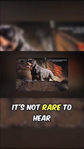 How massive can American Rottweilers actually get #rottweiler #shorts #dogs