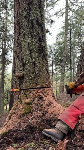 Tree felling - wedges and sawing
