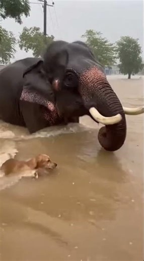 Heroic Elephant Saves Drowning Puppy! #AnimalRescue #HeroElephant #IncredibleNature