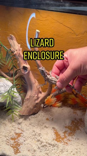 Tommys_reptiles on TikTok