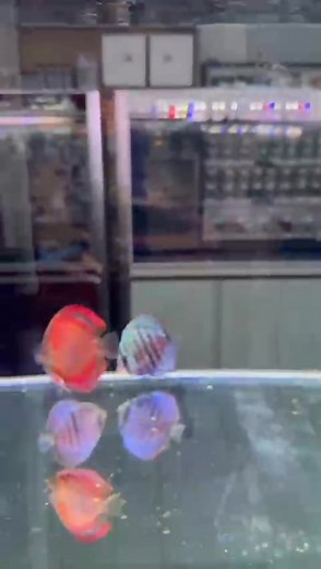 29 reactions | Discus HQ Australia formerly Living Discus Fish on Reels | Facebook