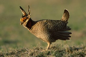 Lesser Prairie-Chicken: Range, Status, and Their Incredible Calls