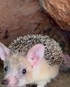 These newborn hedgehogs are adorable 🦔 | LADbible New Zealand