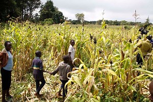 Know the two major maize crop diseases
